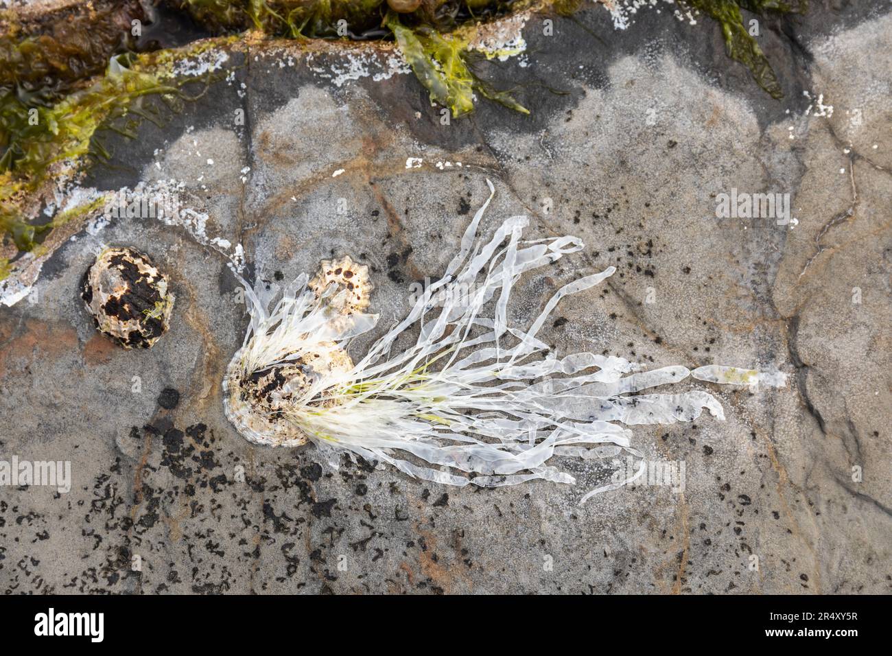 Weiße Algen, die bei Ebbe an einer Muschel befestigt sind, Kimmeridge Bay, Jurassic Coast, Dorset, England, UK Stockfoto