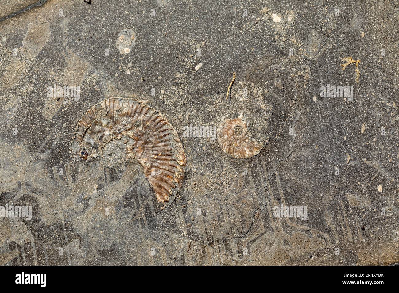 Nahaufnahme von Ammonit Fossils in the Rock in Kimmeridge Bay, Dorset, England, Großbritannien Stockfoto