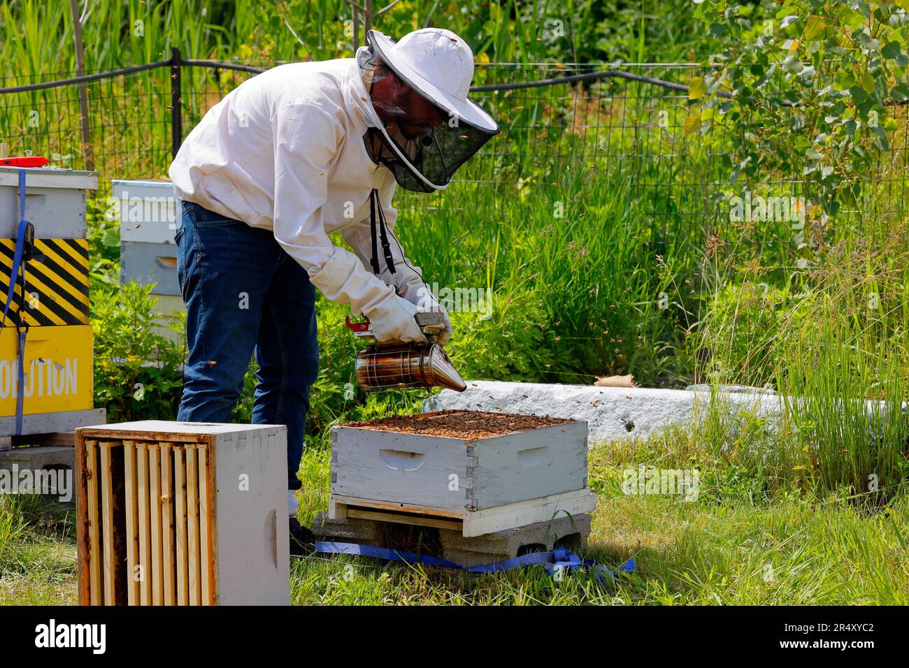 Ein Imker bringt Rauch auf, um einen Bienenstock im Bee Conservancy, Governors Island, New York, zu beruhigen. Stockfoto