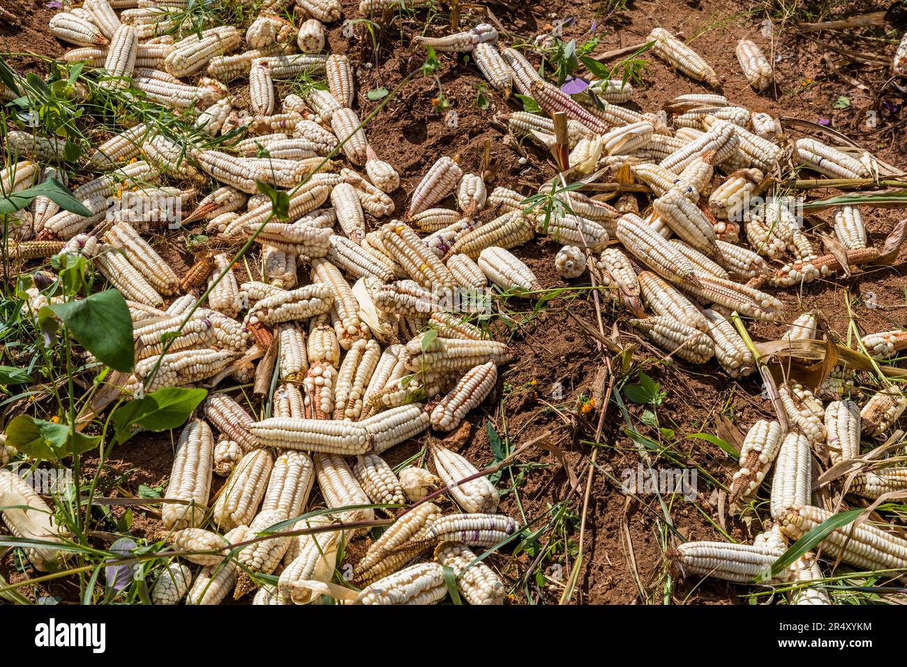 Erntete Kolben von weißem Mais liegen auf dem Boden nahe Kasina in den Hochländern von Lilongwe, Malawi. Mais ist Malawis wichtigste und am weitesten verbreitete Kulturpflanze und die Grundlage des nationalen Grundnahrungsmittels Nsima. Die Bauern bringen die Ernte im April und Mai ein, am Ende der Regenzeit. Stockfoto