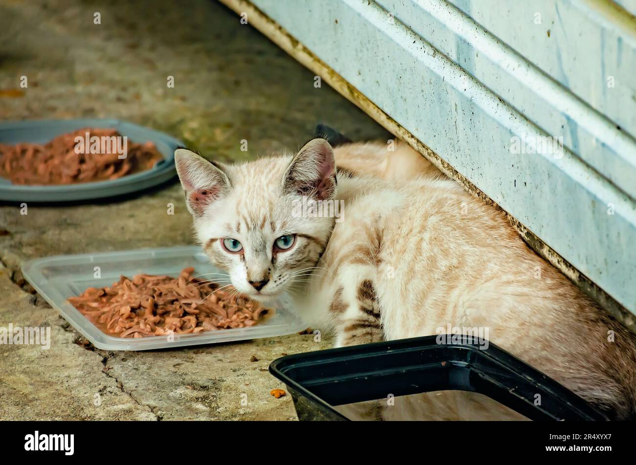 Ein wildes siamesisches Kätzchen isst Futter, das ein Tierretter am 22. Mai 2023 in CODEN, Alabama, hinterlassen hat. Stockfoto