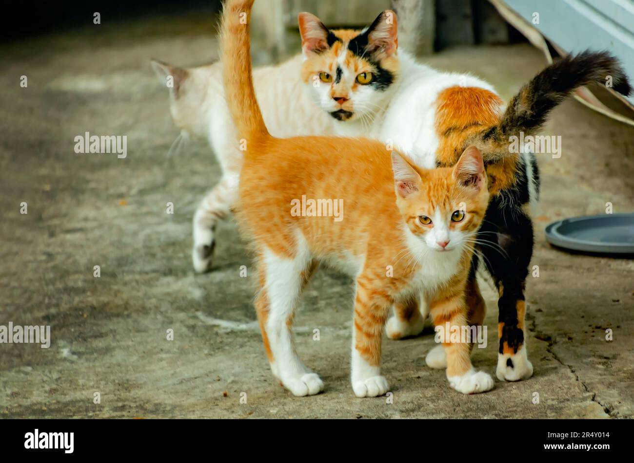 Suzie Q, eine trächtige Wildkatze, interagiert mit einem Kätzchen aus einem früheren Wurf, 22. Mai 2023, in CODEN, Alabama. Stockfoto