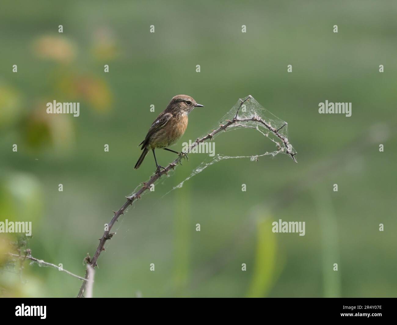 Stonechat sitzt auf einem Ast in der Nähe eines Feuchtgebiets in Newport Stockfoto