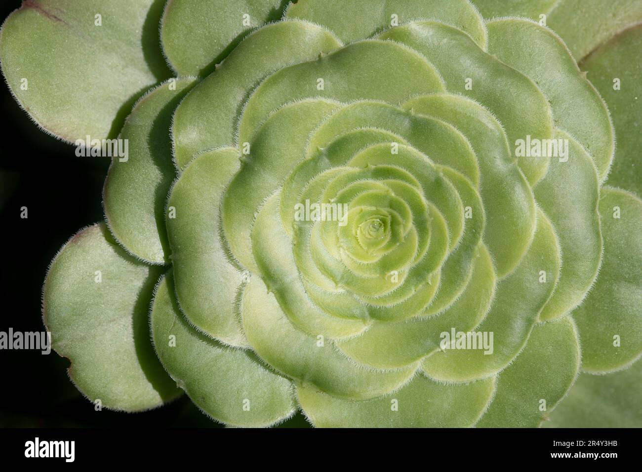 Nahaufnahme einer grünen saftigen Pflanze von oben. Sie können die einzelnen Blätter mit den empfindlichen Haaren am Rand sehen. Stockfoto