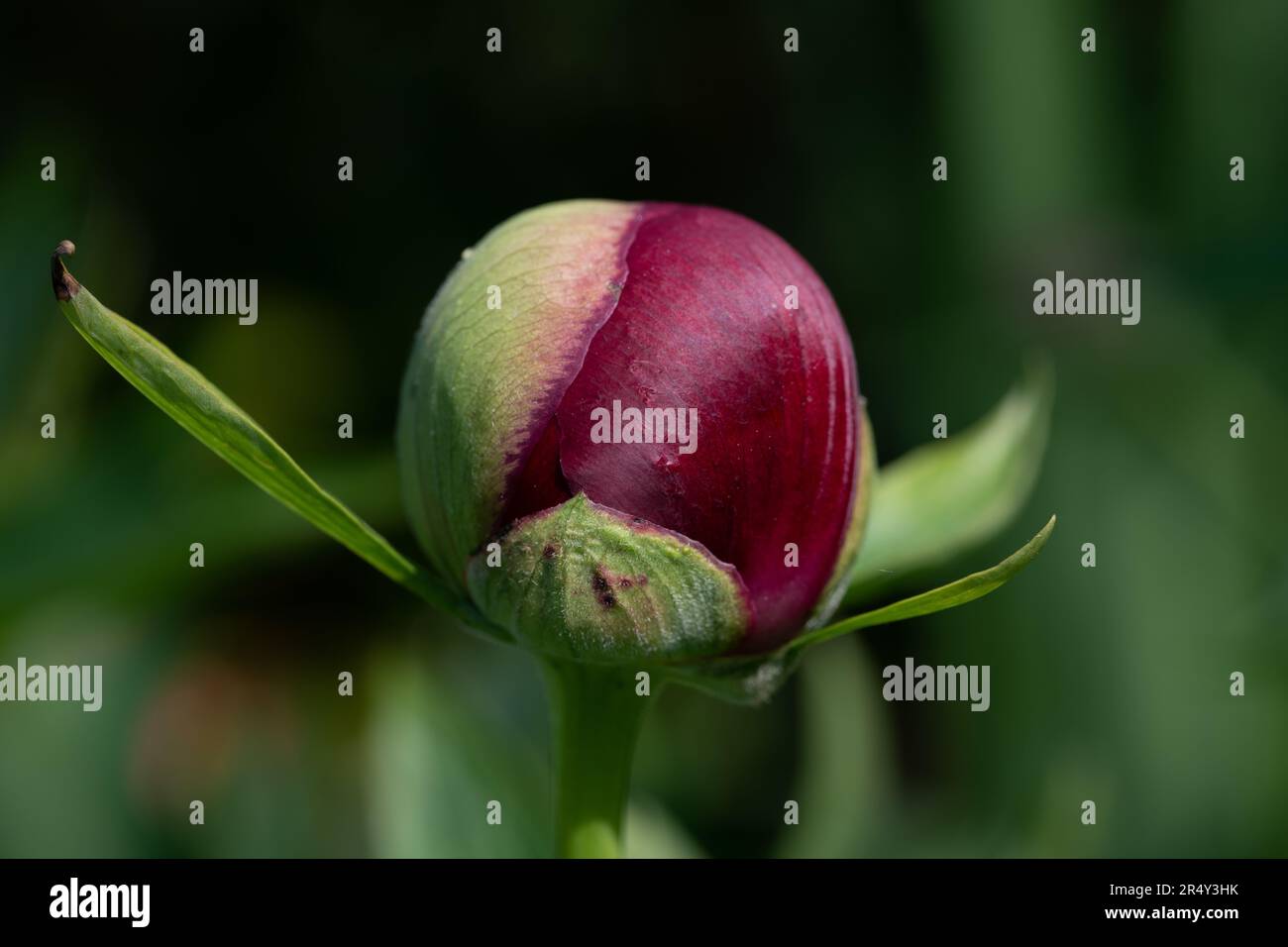 Nahaufnahme der Knospe einer roten Pfingstrose vor grünem Hintergrund Stockfoto