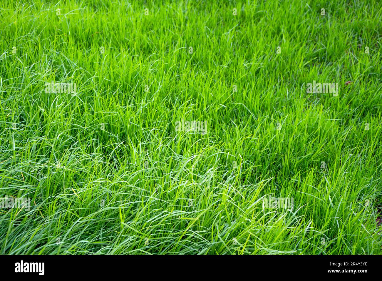 Frisches grünes Gras wächst im Garten, abstrakte Nahaufnahme von oben Stockfoto