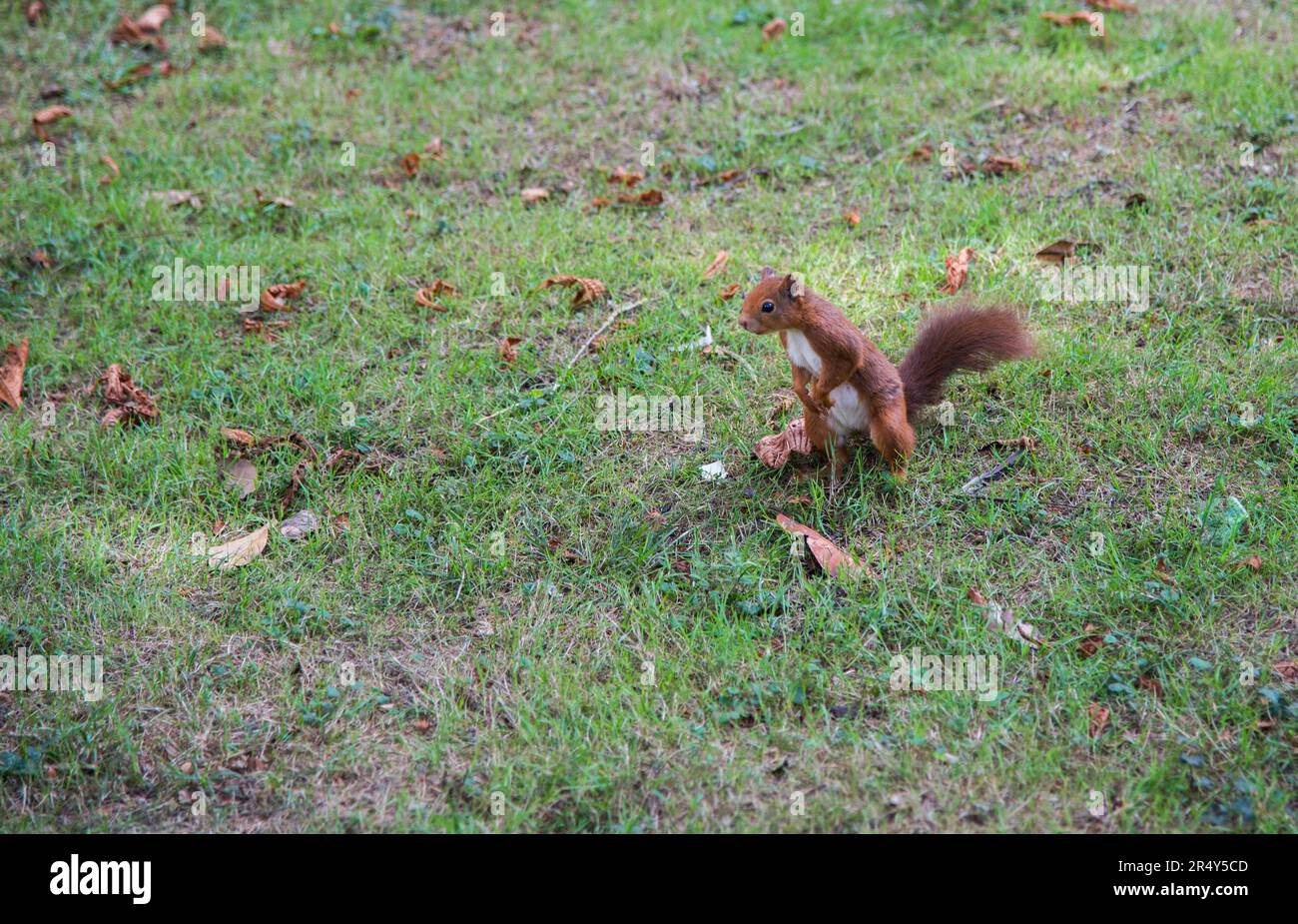 Süßes Eichhörnchen, das auf dem Gras steht. Im Freien Stockfoto