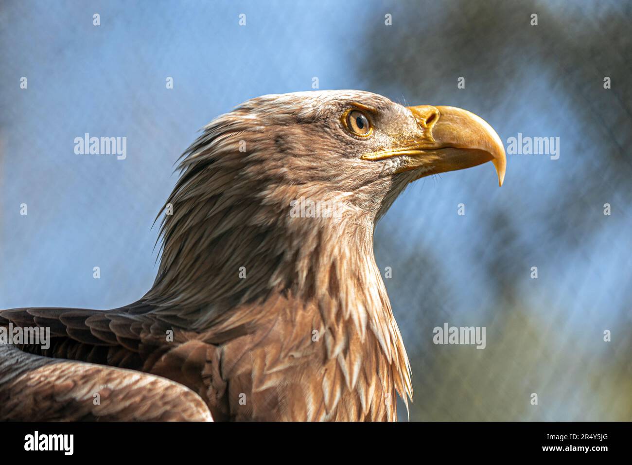 Seeadler im Profil vor verschwommenem Hintergrund Stockfoto