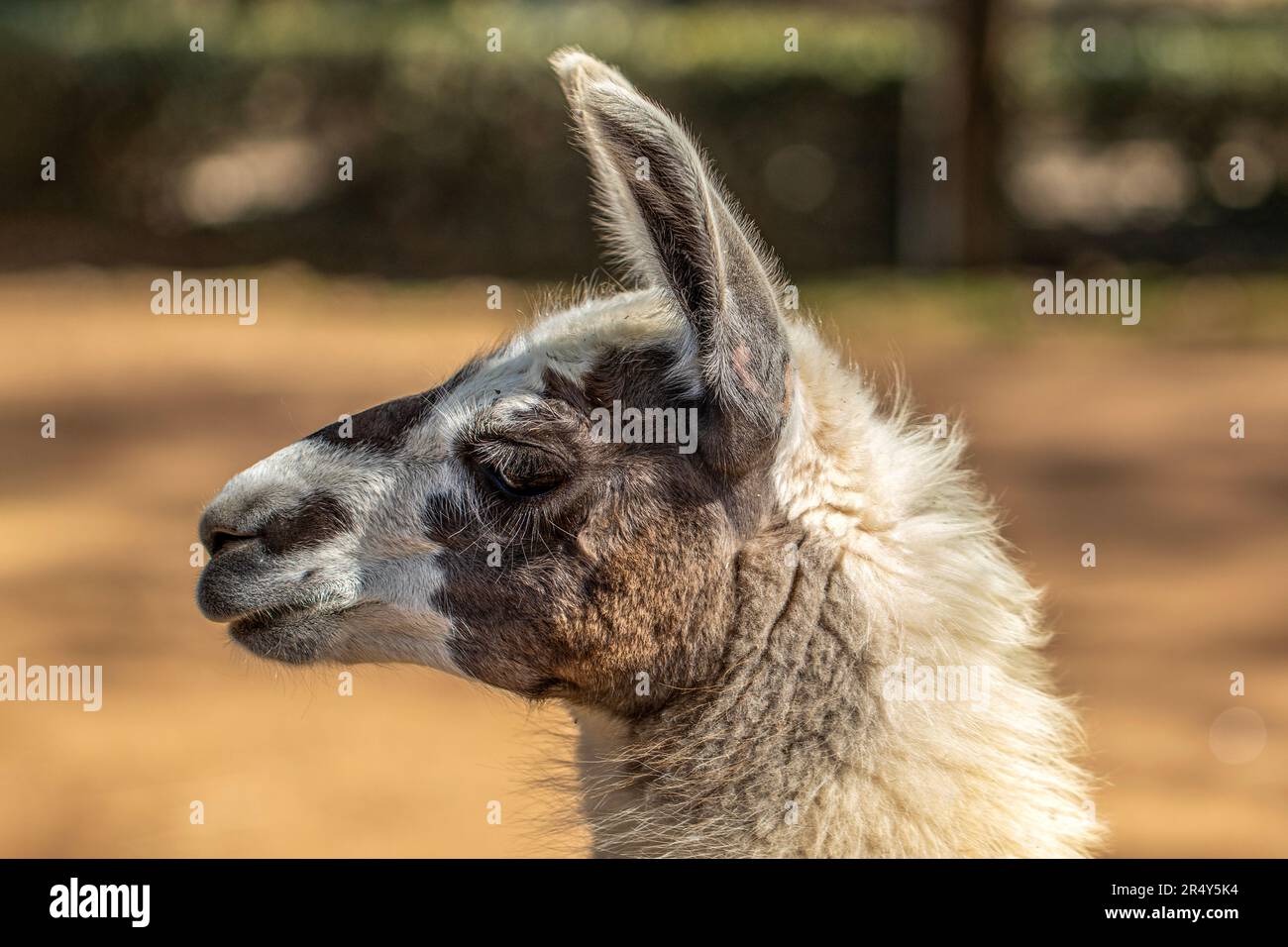 Lama-Profil Porträt im Sonnenlicht Stockfoto