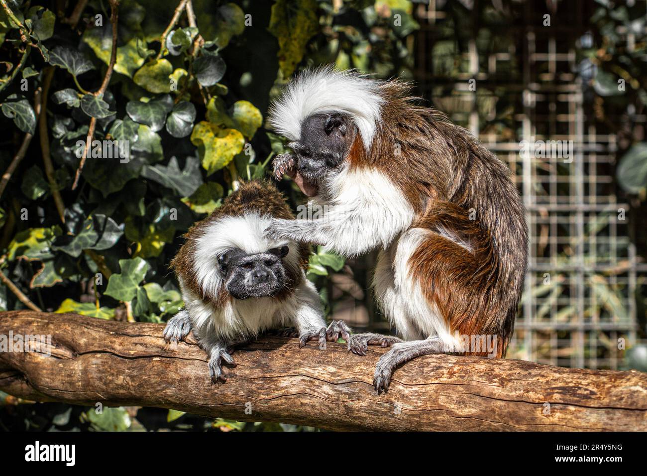 Ein Paar Tamarins mit Baumwolloberteil, die auf einem Baumzweig gepflegt werden Stockfoto