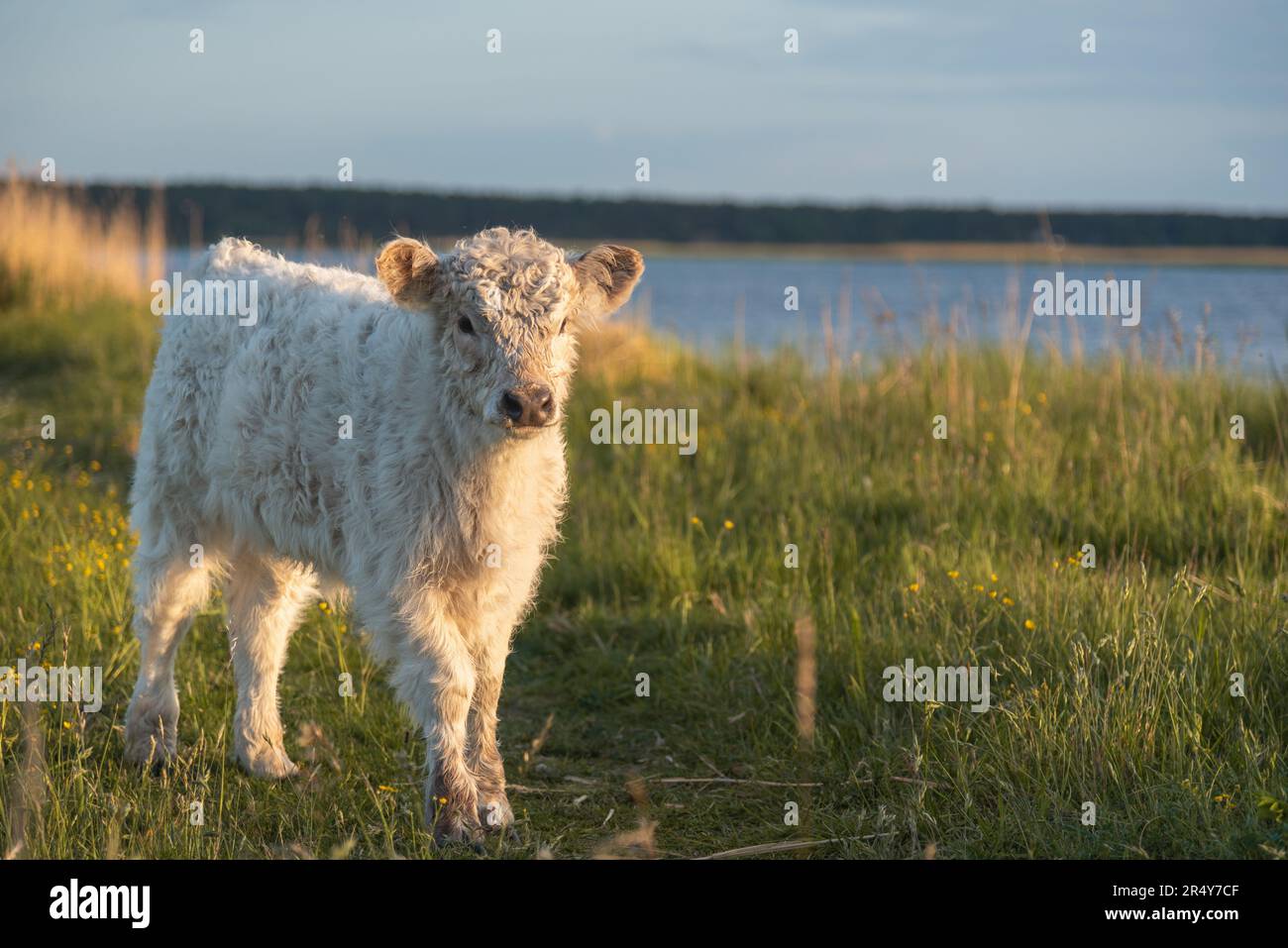 Porträt von Galloway-Kalb Stockfoto