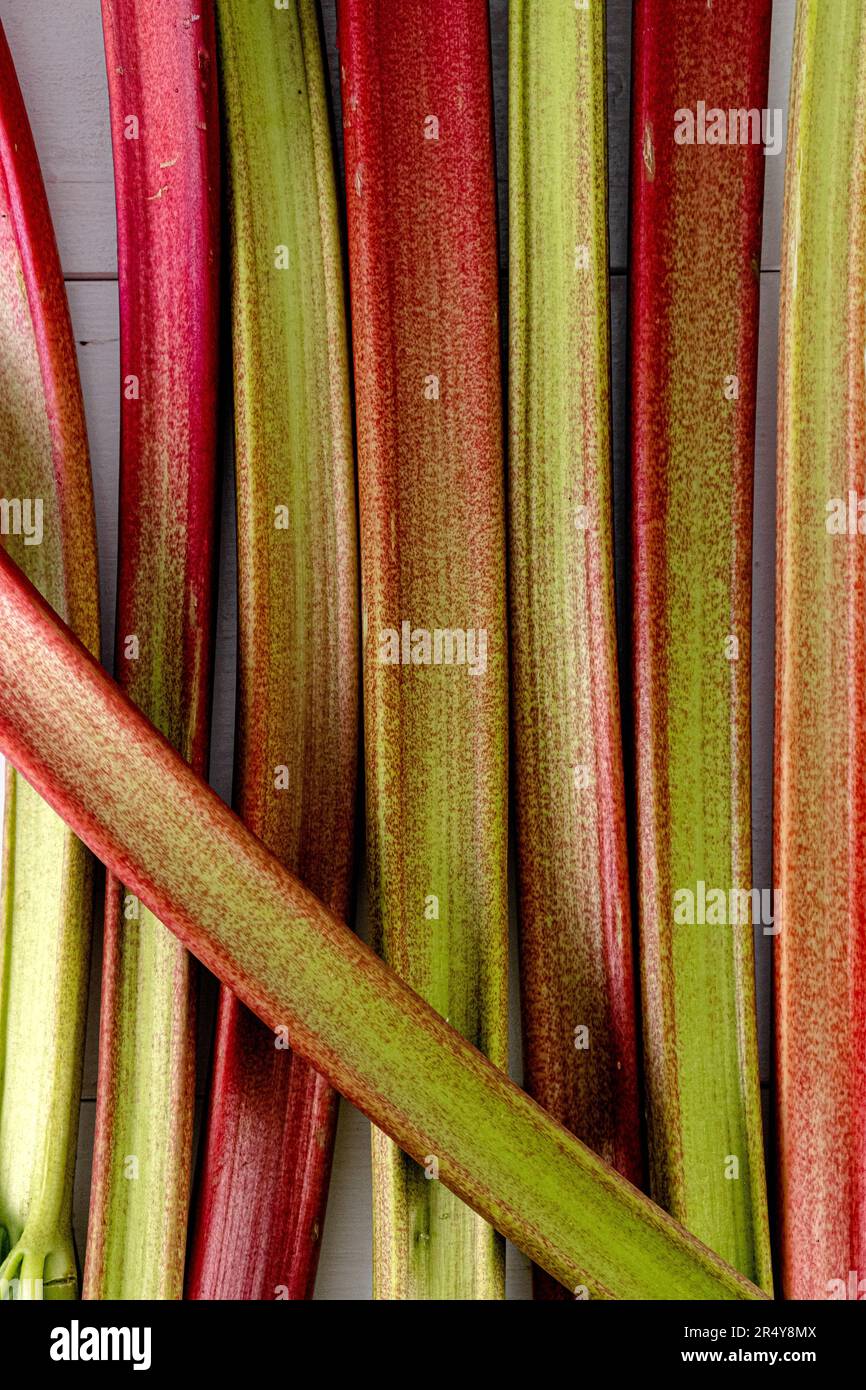 Rhabarberstämme auf weißem Hintergrund. Vertikales Foto Stockfoto
