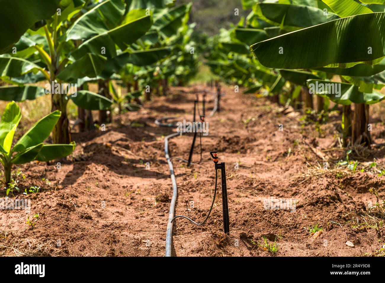 Bananenplantage in der Kumbali Country Lodge in Lilongwe, Malawi. Bananen brauchen viel Wasser. Daher ist ein intelligentes Bewässerungssystem wichtig. Auf der Nature's Gift Bananas Farm wird Tropfbewässerung verwendet Stockfoto