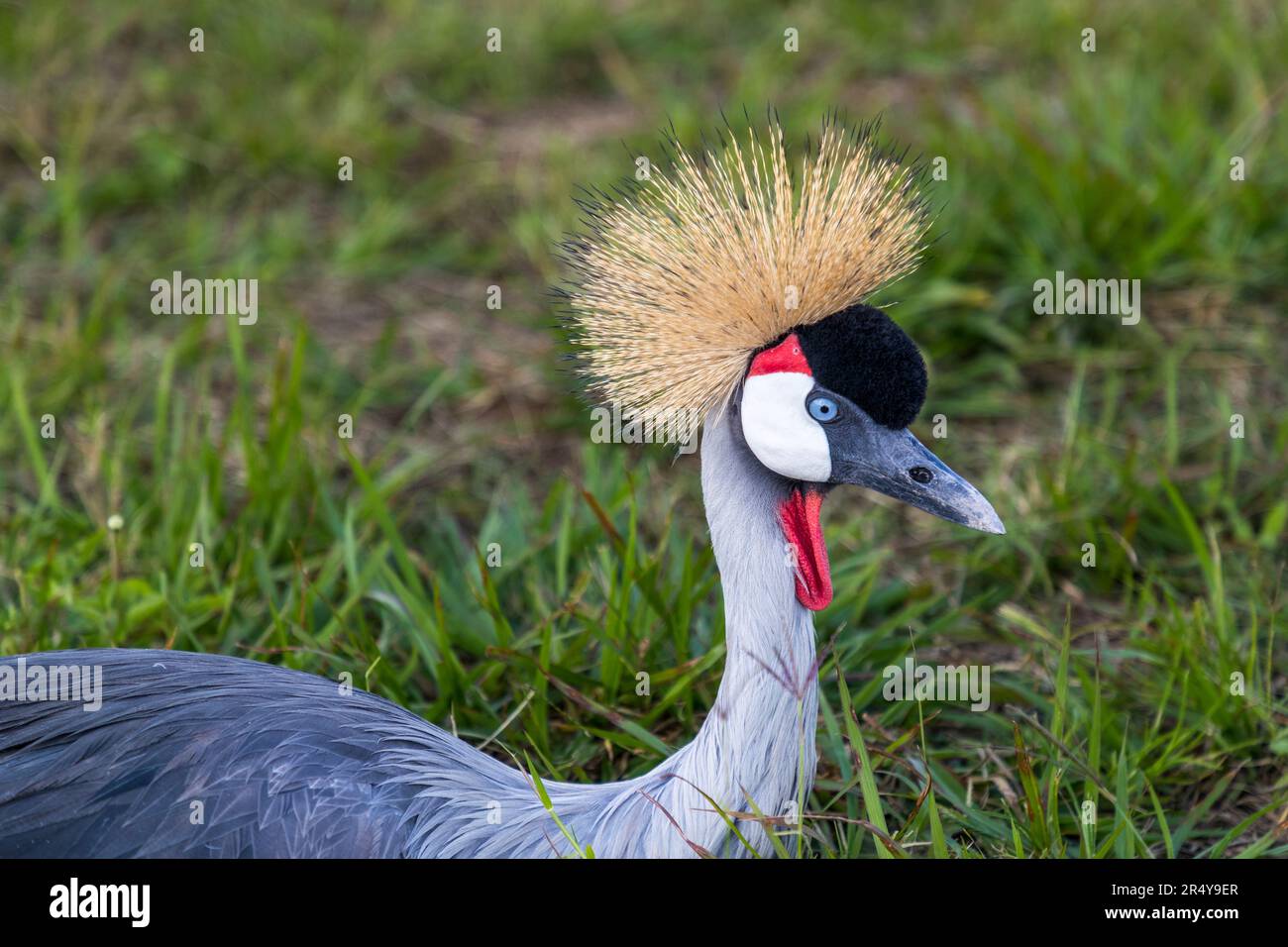 Der südafrikanische Kranich (Balearica regulorum regulorum) findet sich im nationalen Wappen Ugandas und wird daher auch Uganda-Kranich genannt. Uganda-Kraniche auf der R & L Game Ranch, Mwenda, Malawi Stockfoto