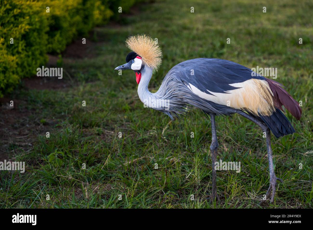 Der südafrikanische Kranich (Balearica regulorum regulorum) findet sich im nationalen Wappen Ugandas und wird daher auch Uganda-Kranich genannt. Uganda-Kraniche auf der R & L Game Ranch, Mwenda, Malawi Stockfoto