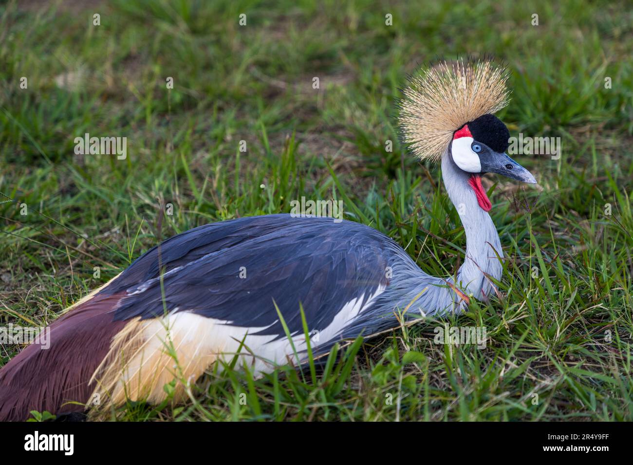Der südafrikanische Kranich (Balearica regulorum regulorum) findet sich im nationalen Wappen Ugandas und wird daher auch Uganda-Kranich genannt. Uganda-Kraniche auf der R & L Game Ranch, Mwenda, Malawi Stockfoto