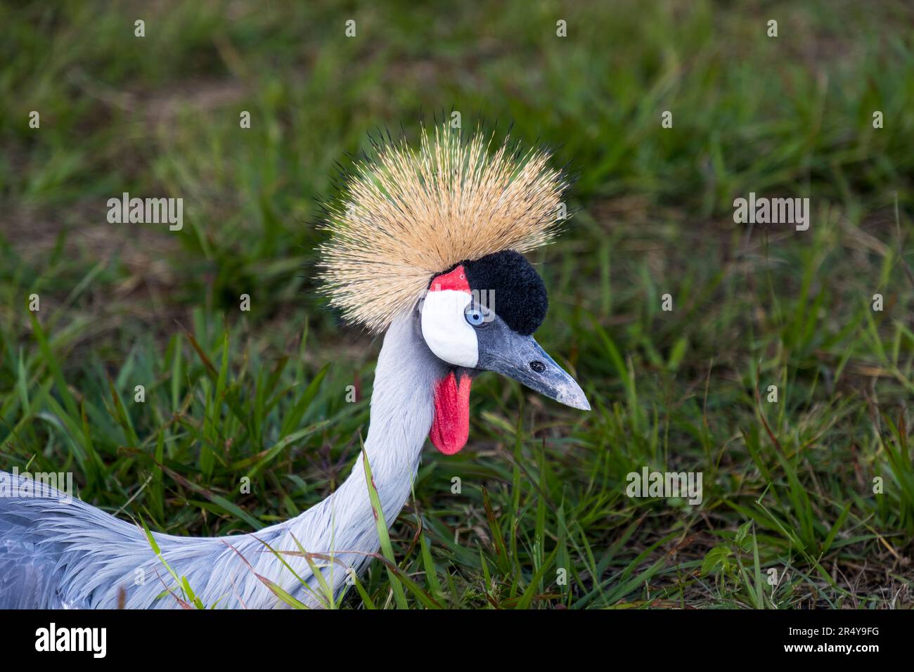 Der südafrikanische Kranich (Balearica regulorum regulorum) findet sich im nationalen Wappen Ugandas und wird daher auch Uganda-Kranich genannt. Uganda-Kraniche auf der R & L Game Ranch, Mwenda, Malawi Stockfoto