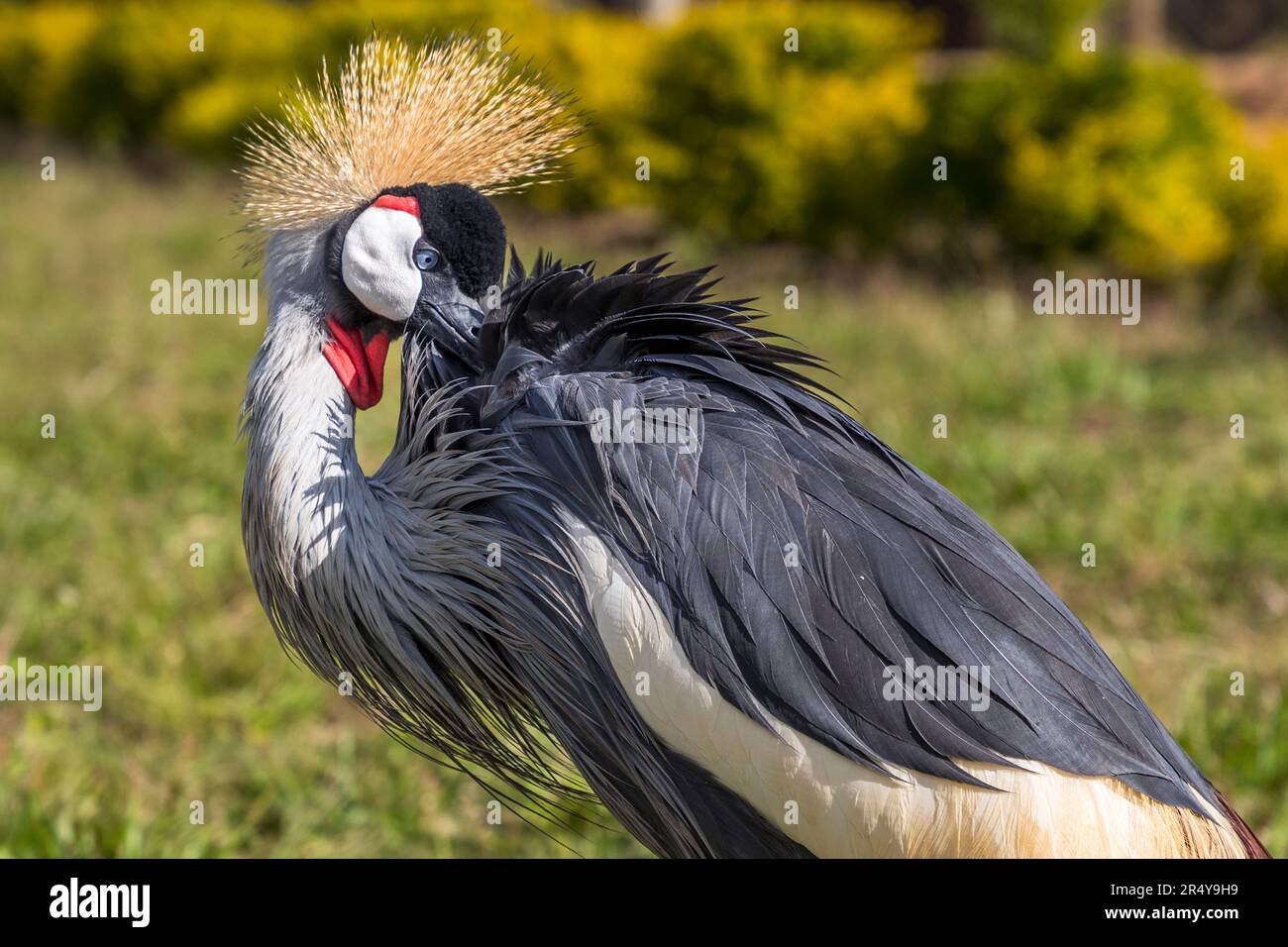 Der südafrikanische Kranich (Balearica regulorum regulorum) findet sich im nationalen Wappen Ugandas und wird daher auch Uganda-Kranich genannt. Uganda-Kraniche auf der R & L Game Ranch, Mwenda, Malawi Stockfoto