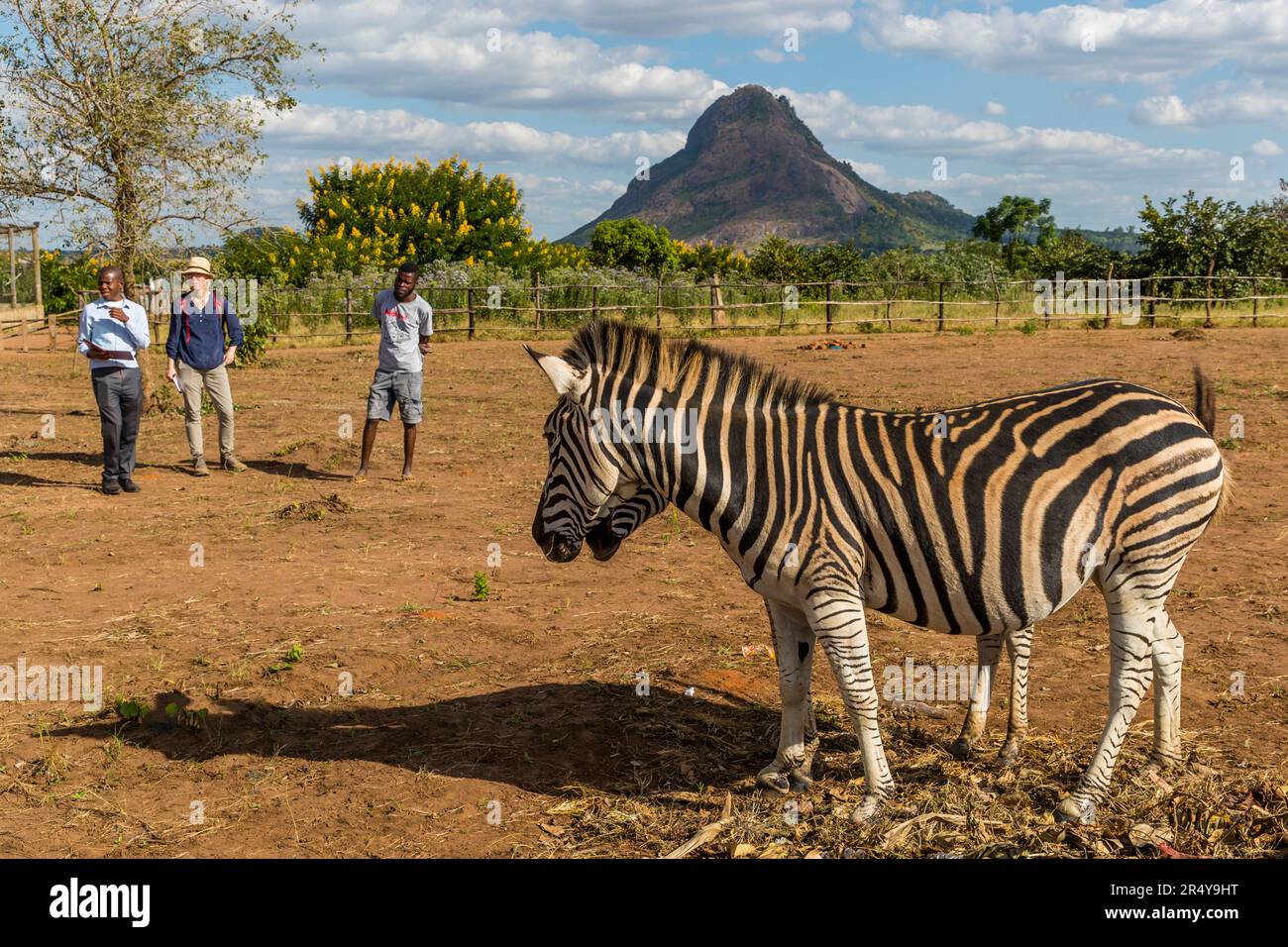 Zebras vor dem Bunda-Berg. R & L Game Ranch, Mwenda, Malawi Stockfoto