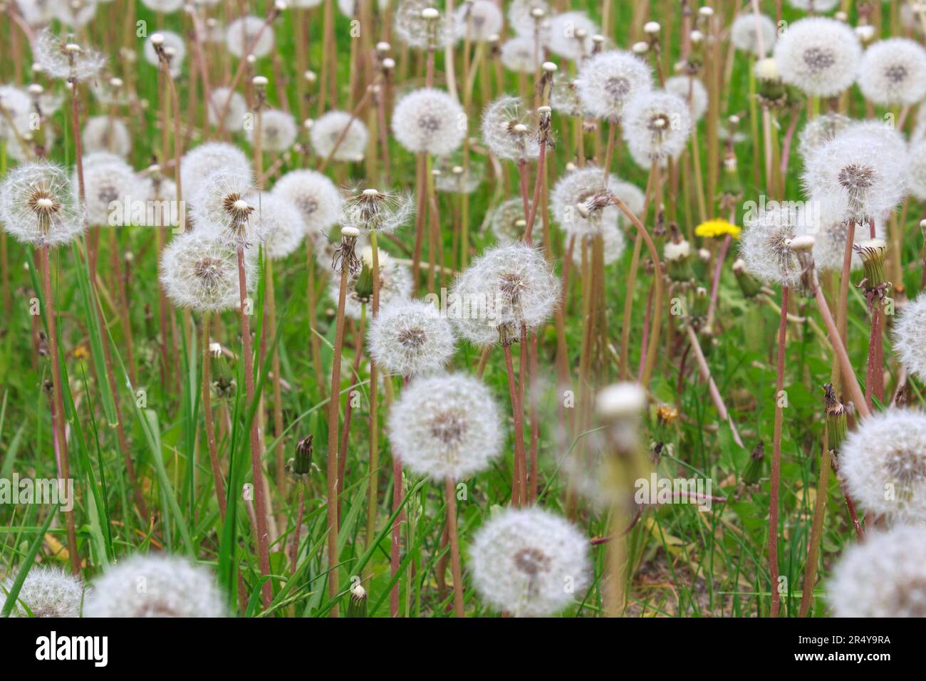 Rasen mit Unkraut überwuchert - Löwenzahn. Stockfoto