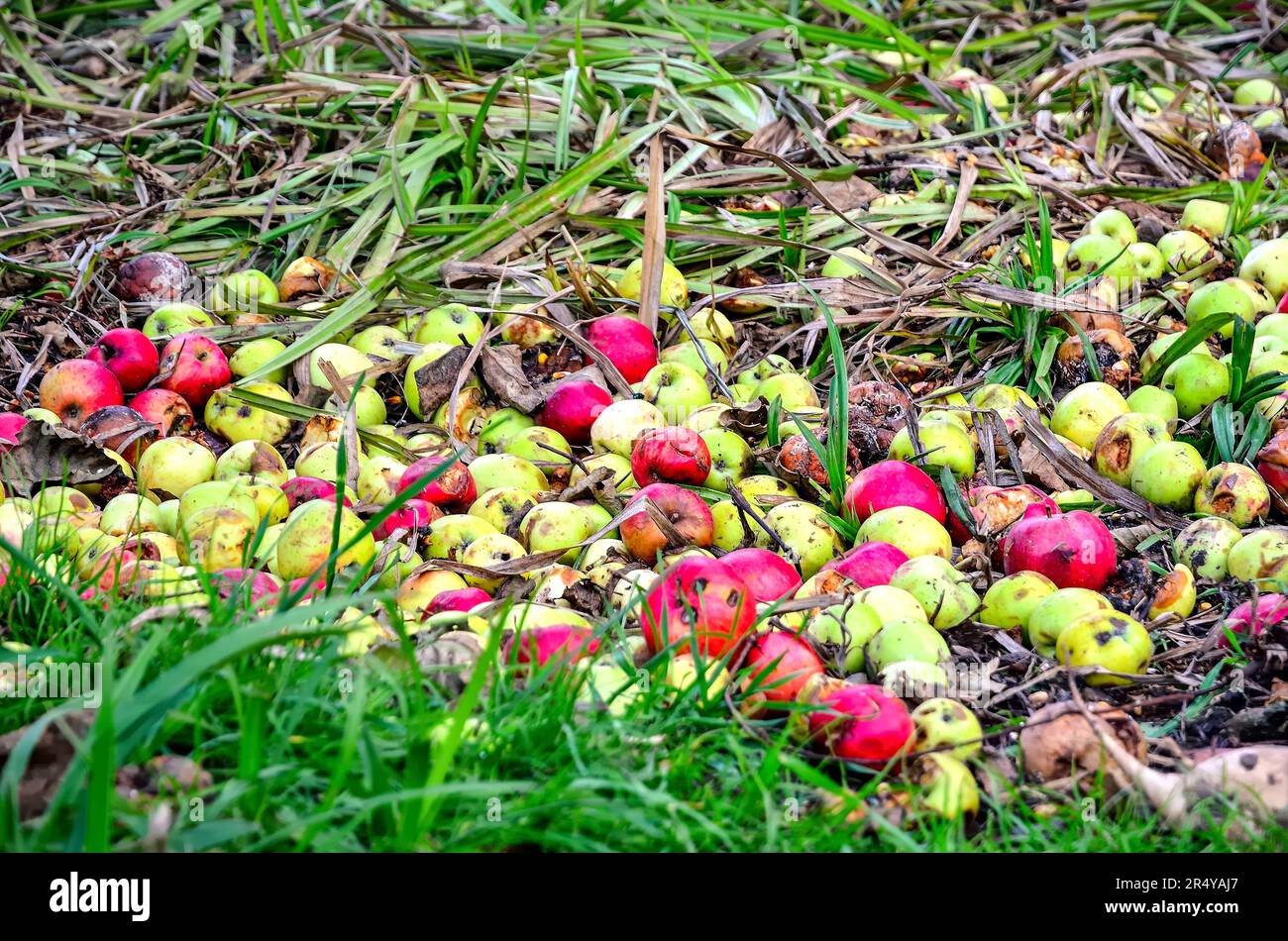 Faule Äpfel im grünen Gras. Verdorbene Äpfel auf dem Gras im Wald. Stockfoto
