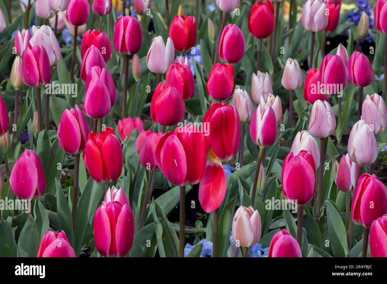 Farbenfrohe blühende Blumen während der Lewes Tulpenfeier in Lewes, Delaware Stockfoto