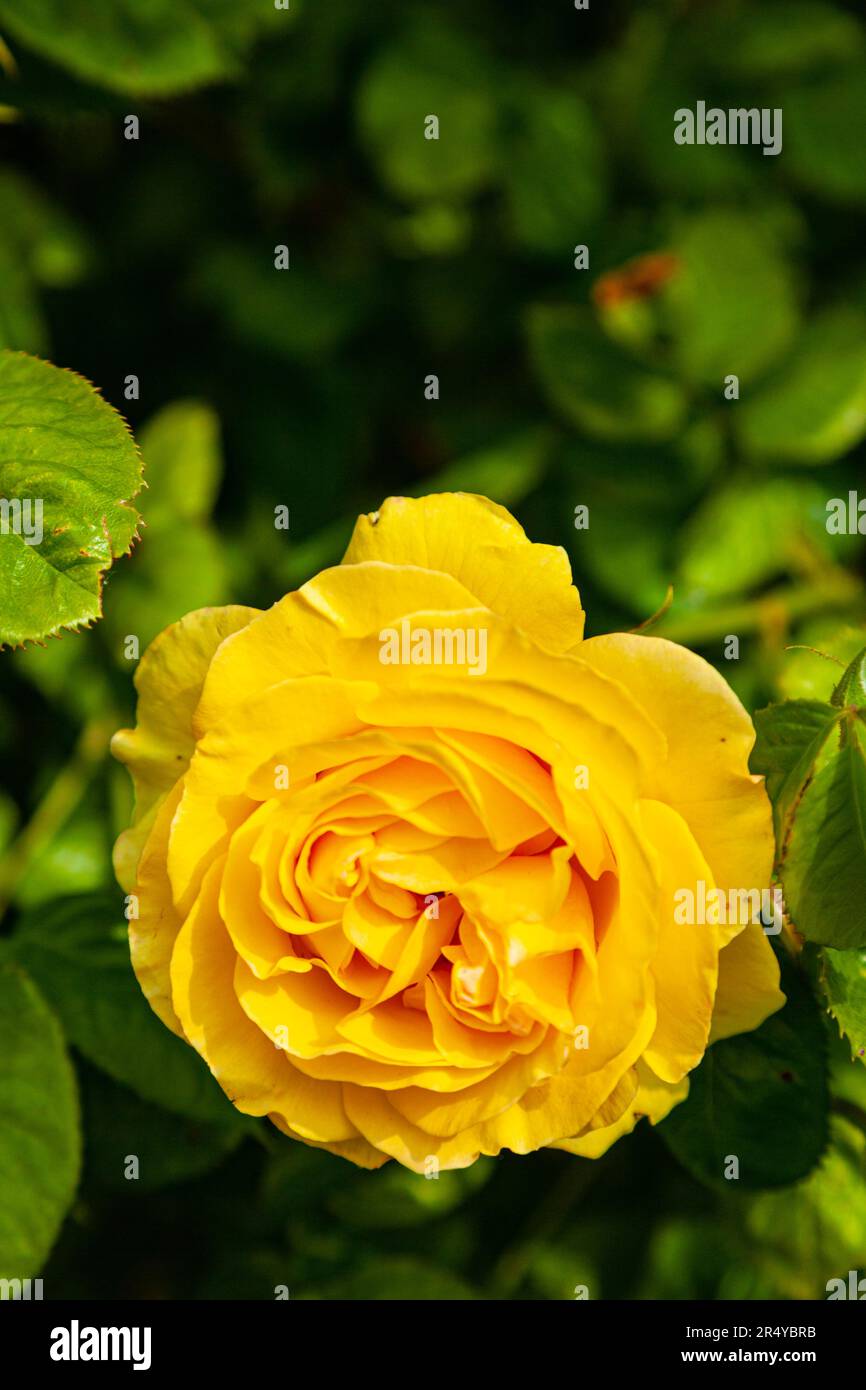 Die gelbe Rose blüht im Murakami Garden in Steveston, British Columbia, Kanada Stockfoto