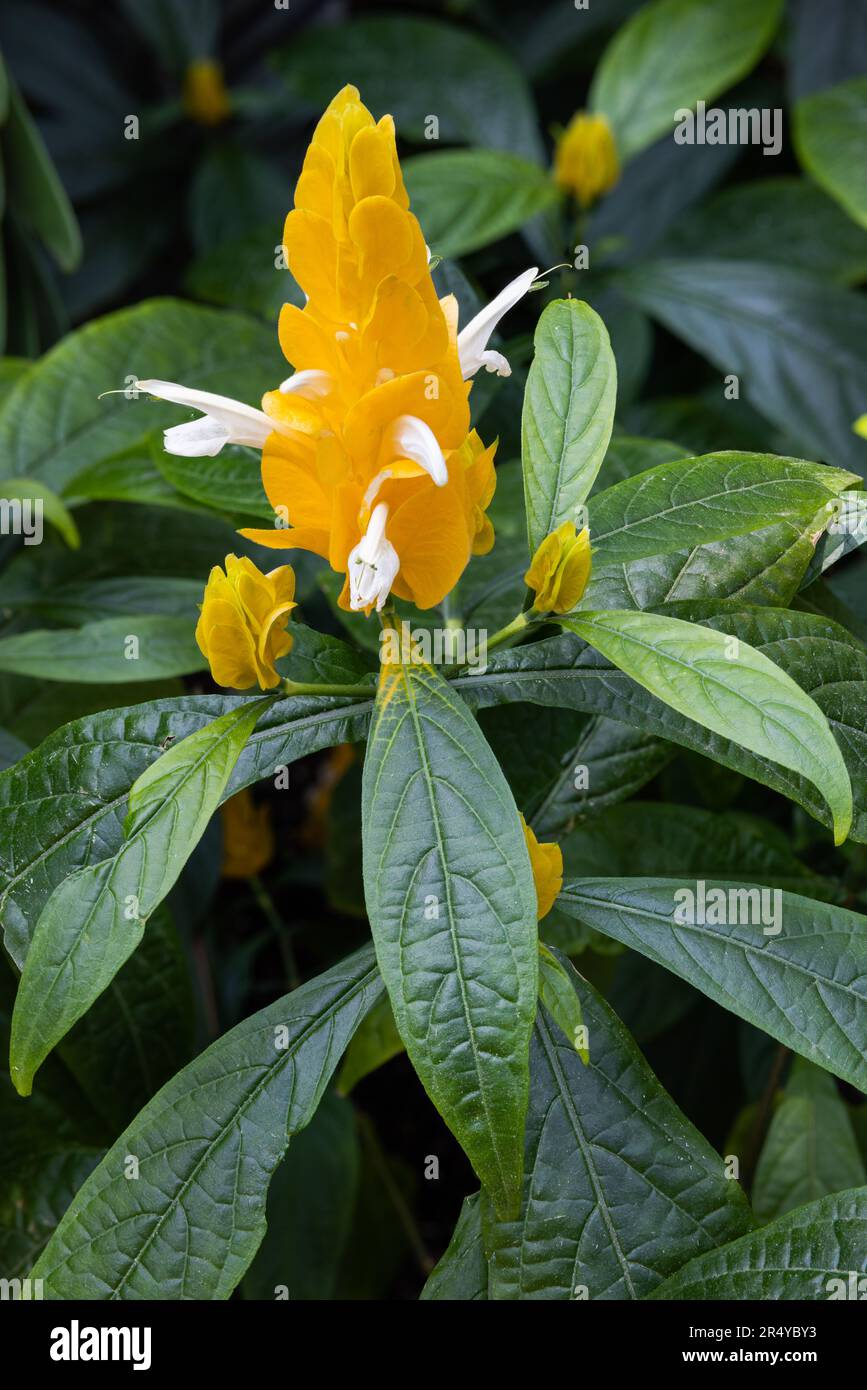 Blühende goldene Garnelen oder Lutscher oder goldene Kerze (Pachystachys lutea) im Conservatory at Longwood Gardens, Kennett Square, Pennsylvania Stockfoto