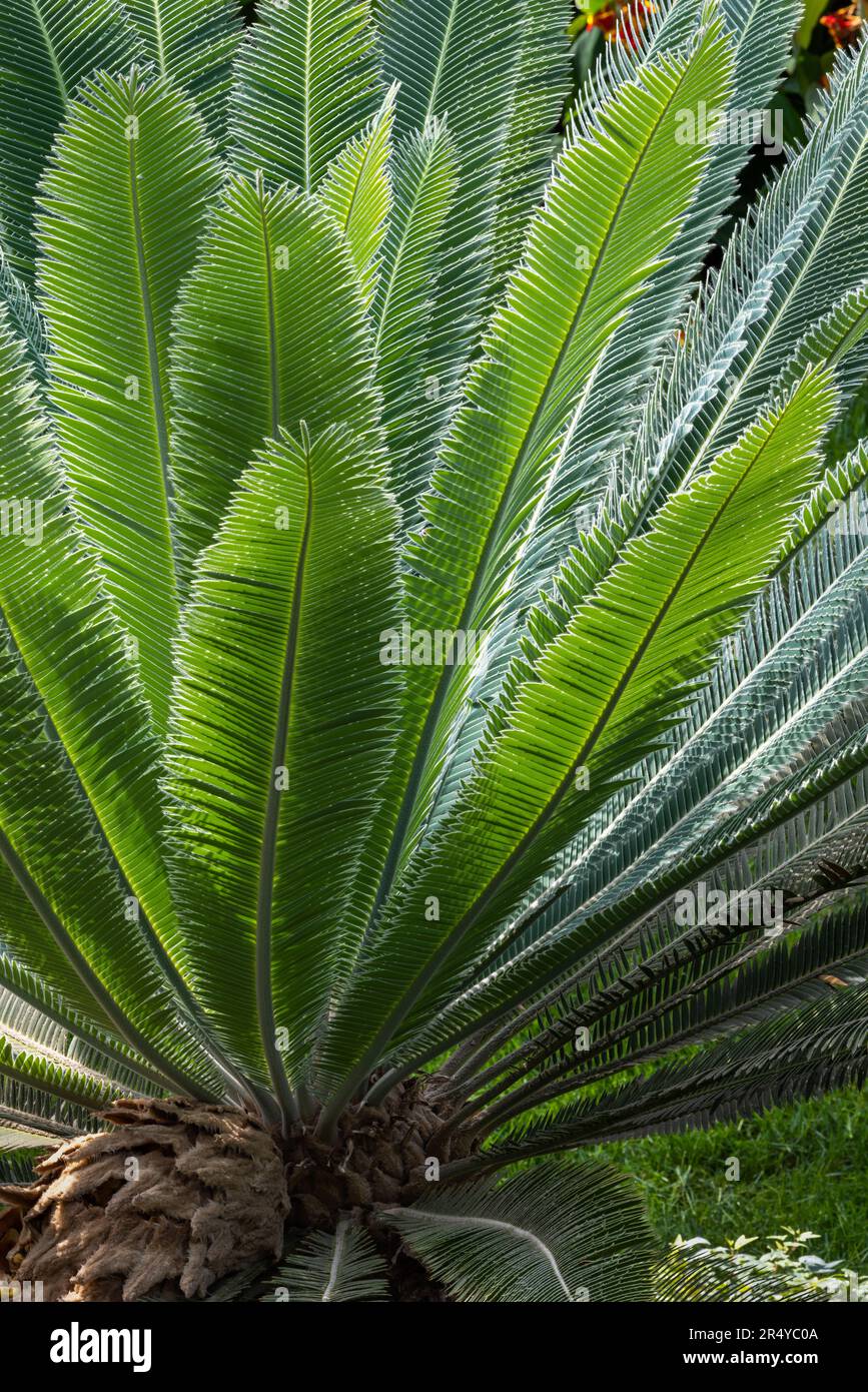 Farne im Conservatory at Longwood Gardens im Frühjahr, Kennett Square, Pennsylvania Stockfoto