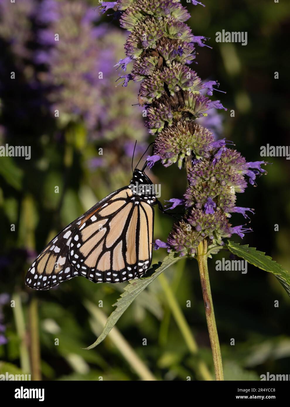 Symbiotische Beziehung des Monarchschmetterlings (Danaus plexippus) zum Anisysop (Agastache foeniculum), Delaware Botanic Gardens Stockfoto