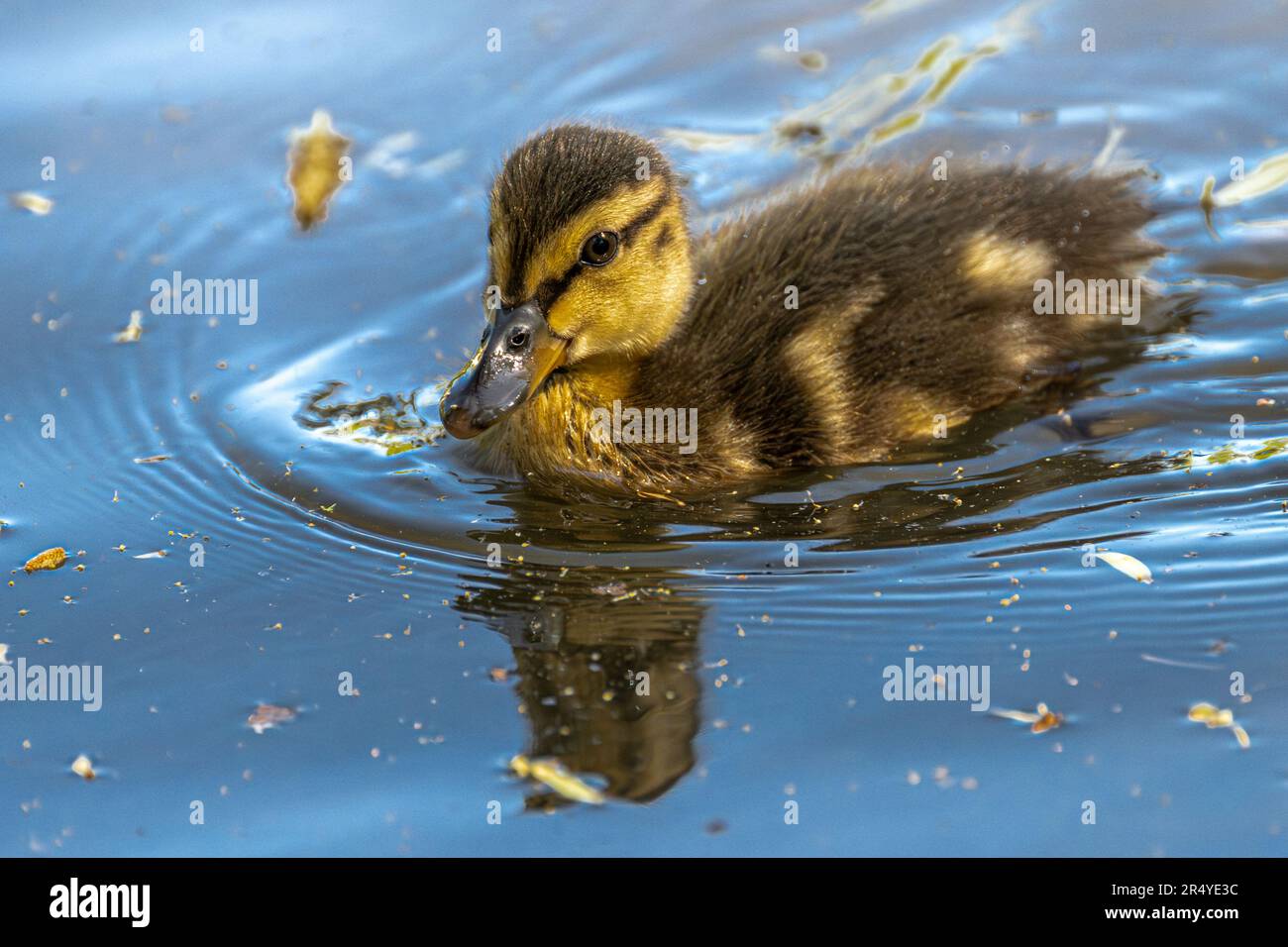 Junge Mallard (Anas platyrhynchos), die auf einem Teich aufwuchs Stockfoto