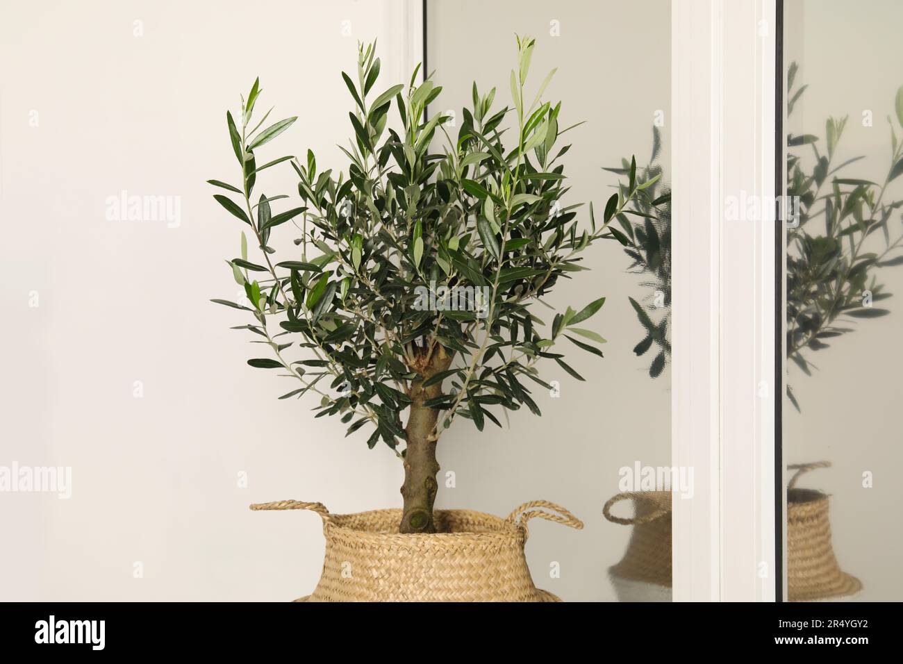 Topf mit Olivenbaum in der Nhe des Fensters im Innenbereich. Innenelement  Stockfotografie - Alamy