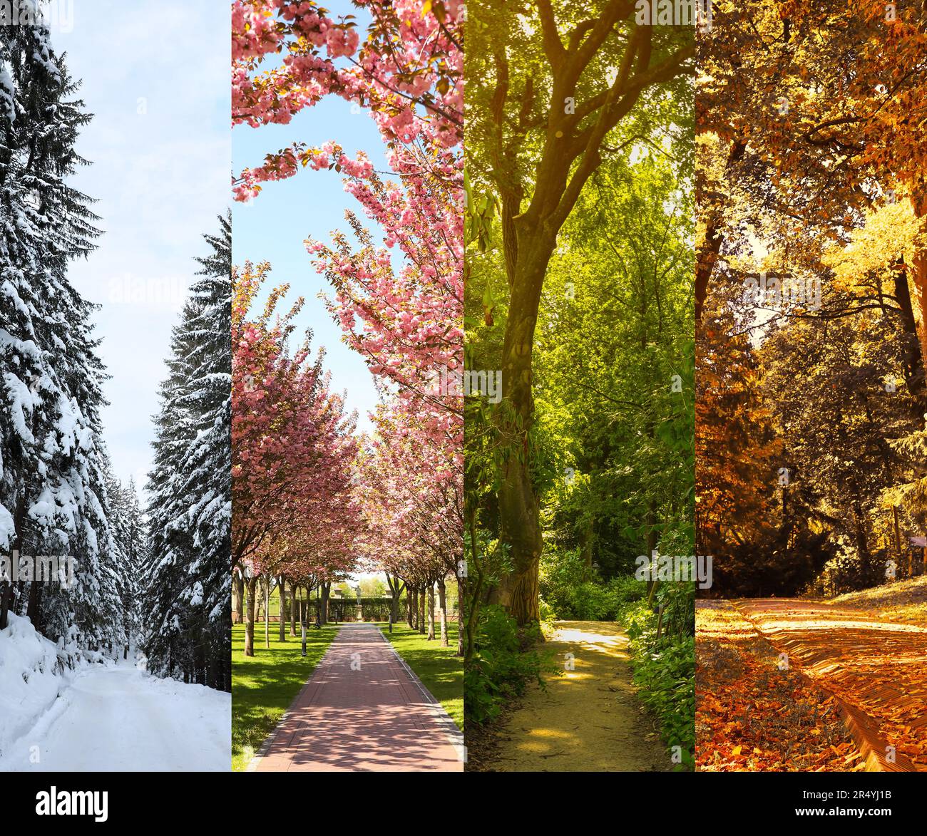 Vier Jahreszeiten. Collage-Design mit wunderschönen Fotos der Natur Stockfoto