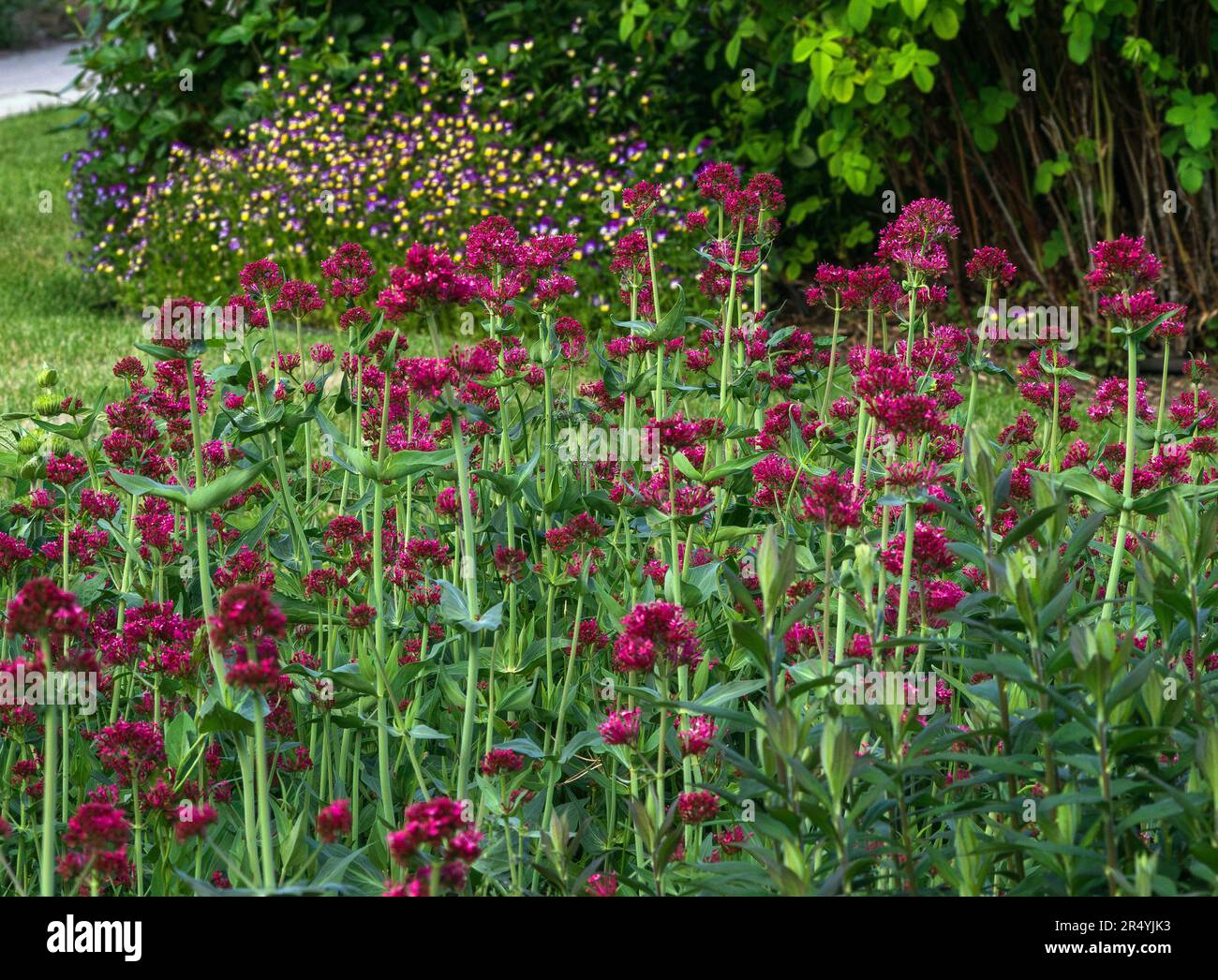 Rote Baldrianpflanzen wachsen hoch in einem gut etablierten Garten mit wilden Schwänzen, Büschen und einer grasbedeckten Fläche im Hintergrund. Stockfoto