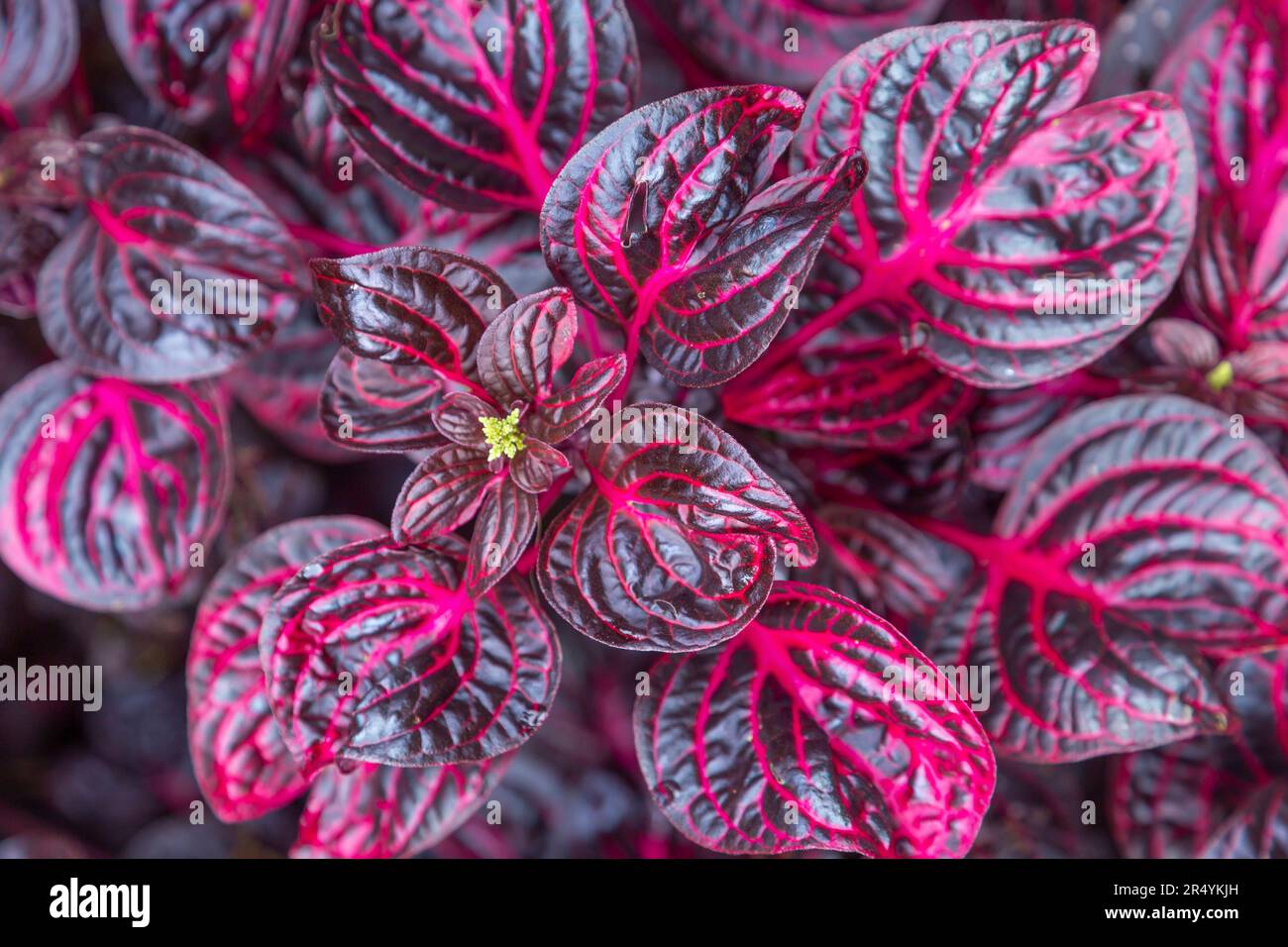 Blick von oben auf die im Garten wachsenden Iresinblüten oder Blattpflanzen. Stockfoto