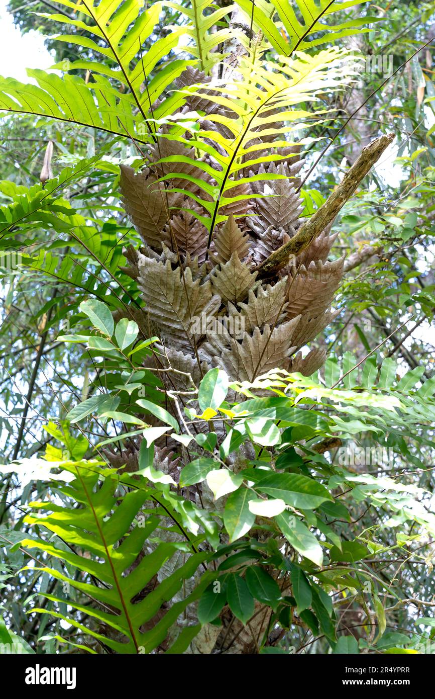 Drynaria quercifolia-Baum im Regenwald, zur Bündelung gebrochener Knochen (Stämme). Der Baum wächst natürlich, lebt normalerweise auf Bäumen, selten auf Felsen Stockfoto