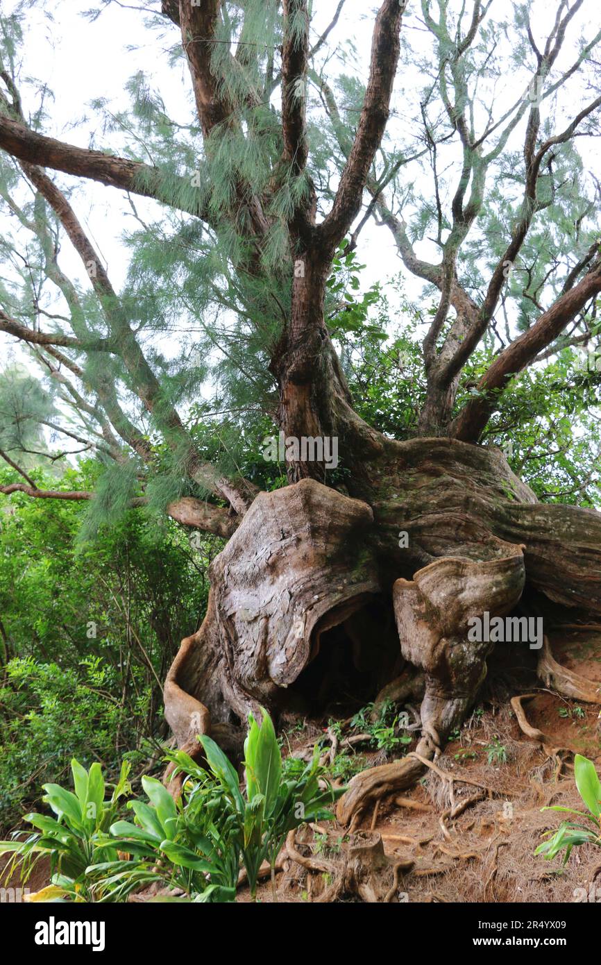 Freigelegte Wurzeln eines wunderschönen Moreton Bay feigenbanyan-Baumes, Oahu, HI. Stockfoto