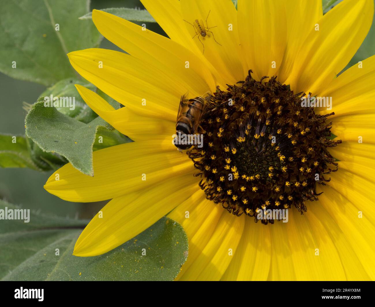 Nahaufnahme einer zwerggelben Sonnenblume mit brauner Mitte und Honigbiene, die Pollen sammelt. Stockfoto