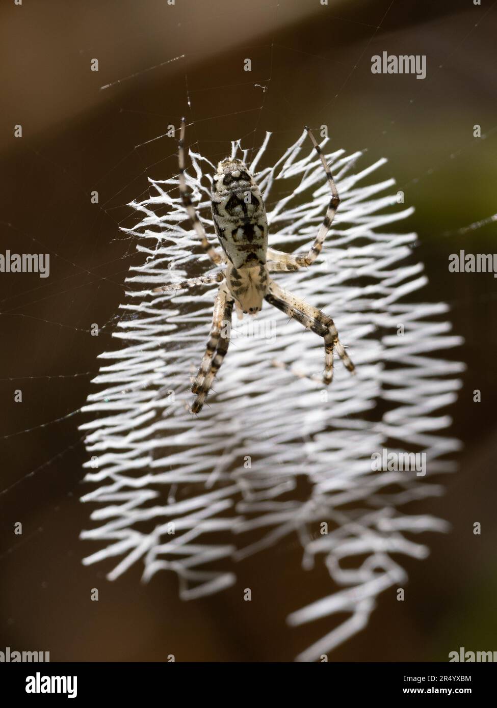 Jugendlicher schwarzer und gelber Garten oder argiope-Spinne in der Mitte des Stabilisatorabschnitts ihres Spinnennetzes. Stockfoto