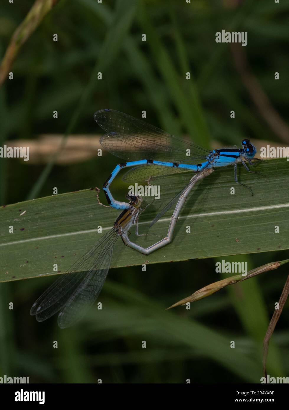 Ein Paar gewöhnliche blaue Damenfliegen auf einem grünen Blatt. Stockfoto