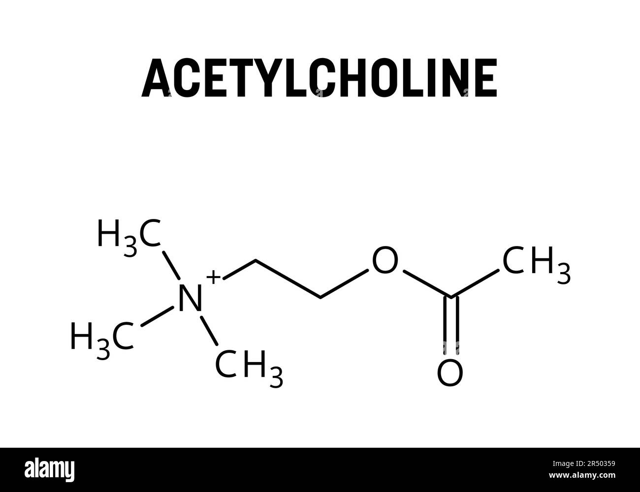 Die Molekularstruktur des Acetylcholins. Acetylcholin ist ein Neurotransmitter, der im menschlichen Körper eine wichtige Rolle spielt. Vektorstrukturformel der chemischen Verbindung. Stock Vektor