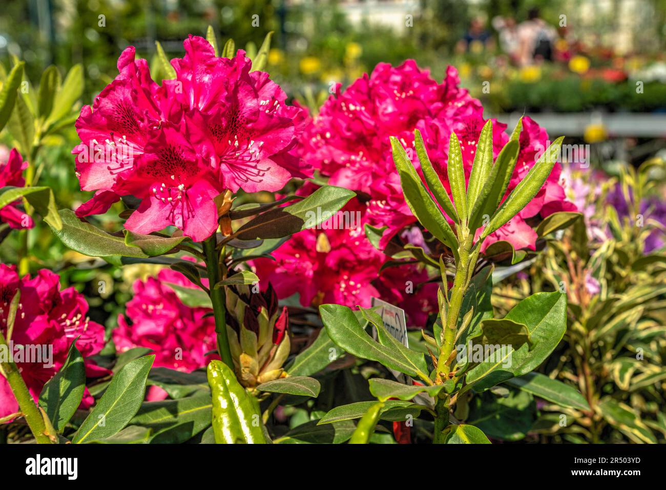 Roter Rhododendron-Präsident Roosevelt blüht an einem sonnigen Frühlingstag Stockfoto