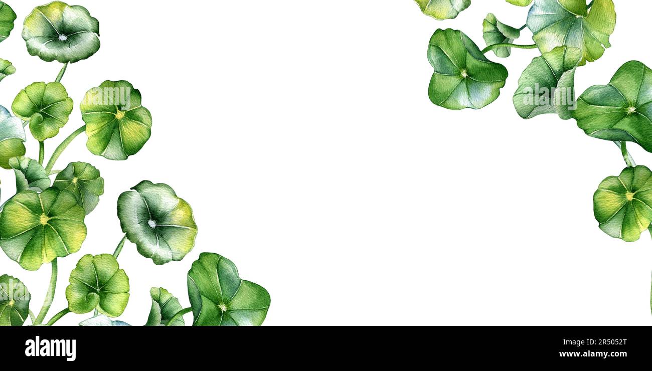 Board of centella asiatica, Kräuterpflanzen Aquarell Illustration isoliert auf Weiß. Pennywort, gotu-Cola, abgerundete Blätter, handgezeichnet. Design für Stockfoto
