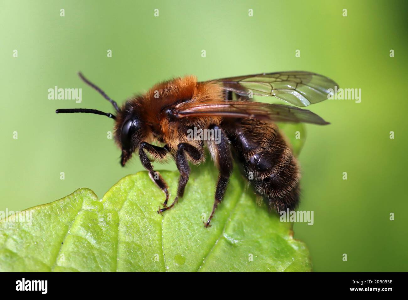 Hawthorn Bee alias Chocolate Mining Bee - Andrena scotia Stockfoto