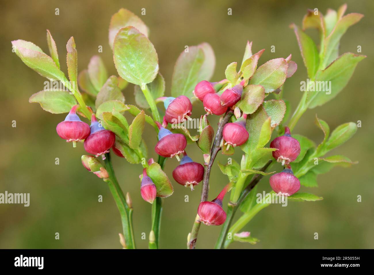 Blühende Heidelbeere Vaccinium myrtillus Stockfoto