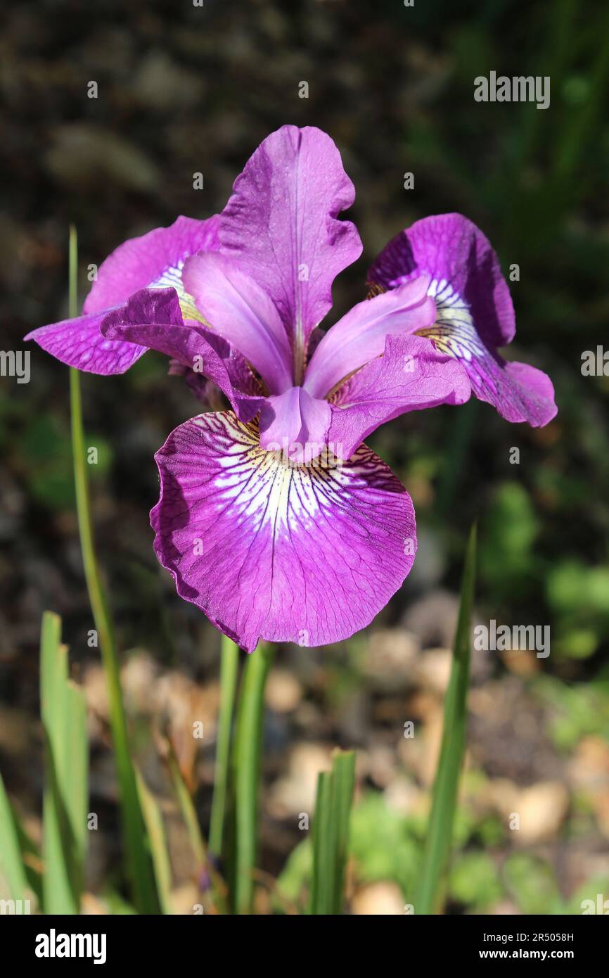 Iris sibirica Rüschelsamt Stockfoto