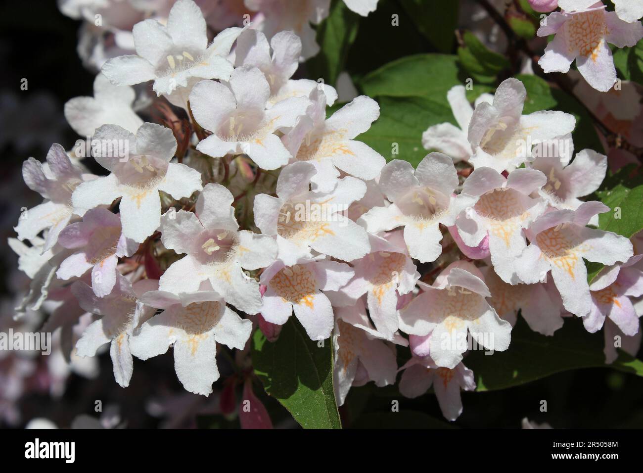 Beauty Bush Kolkwitzia amabilis Stockfoto