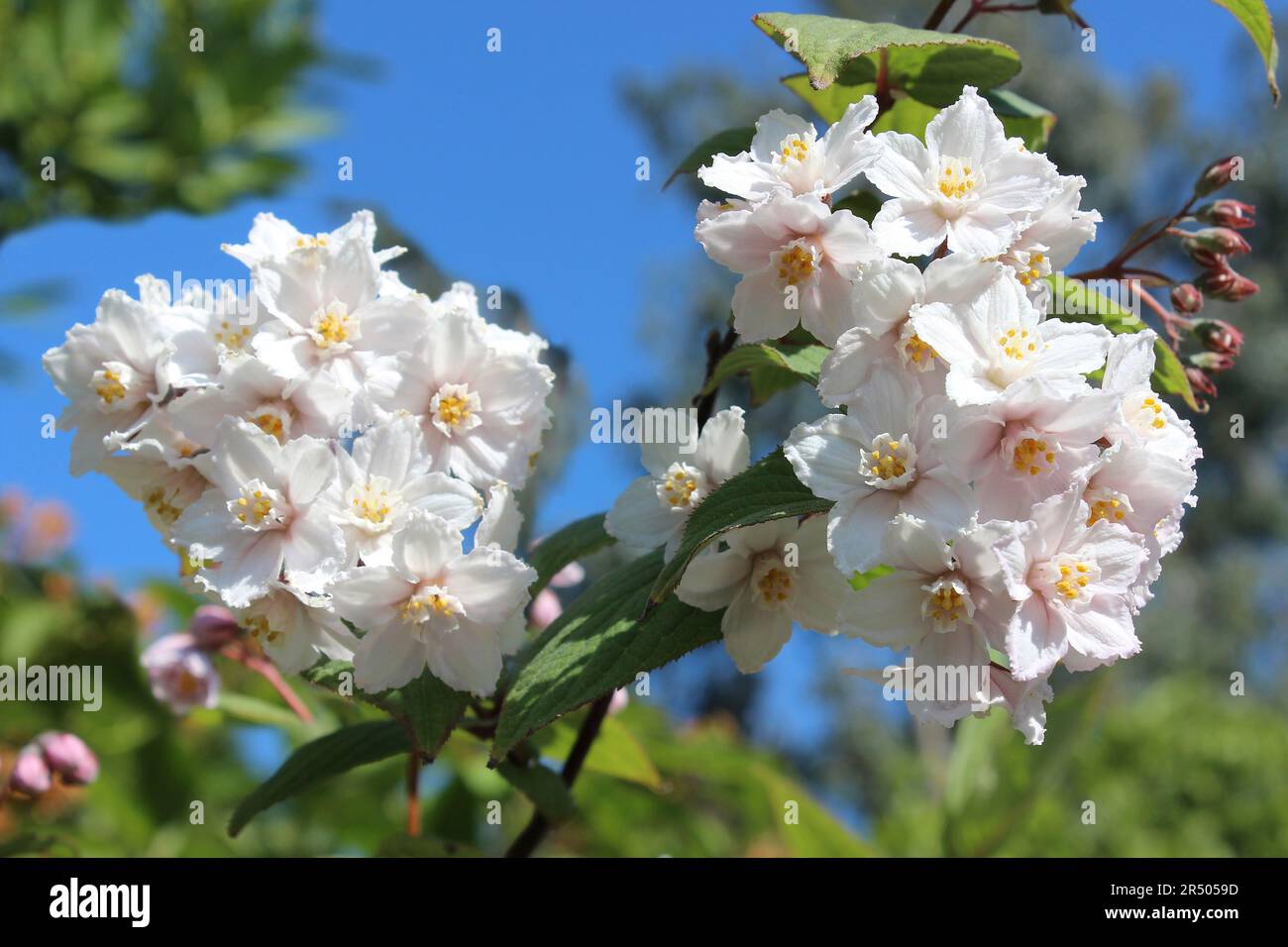 Geblümte Deutzia - Deutzia glomeruliflora Stockfoto