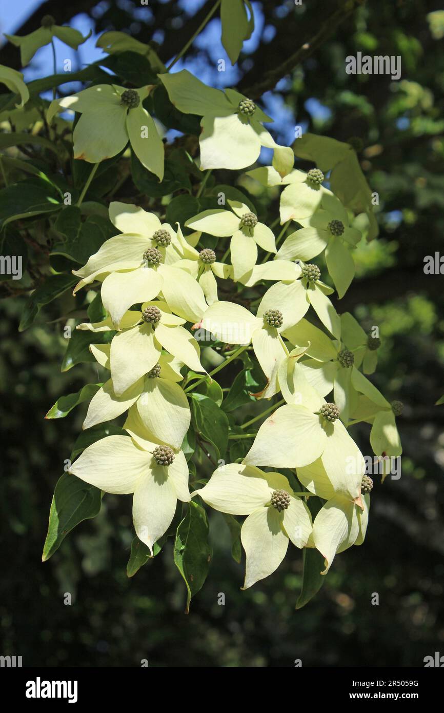 Japanischer Dogwood Cornus kousa „John Slocock“ Stockfoto