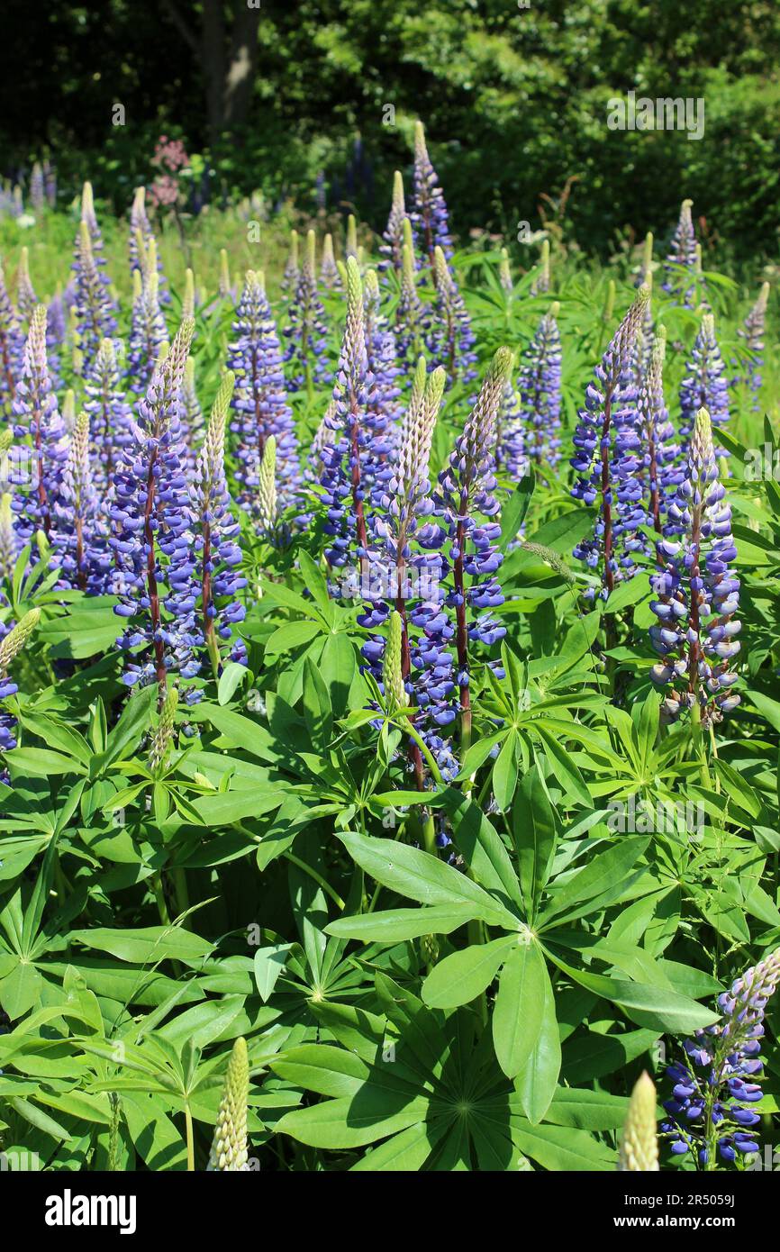 Großblättrige Lupine – Lupinus polyphyllus Stockfoto